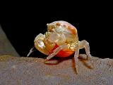 11 Barreltube Crab